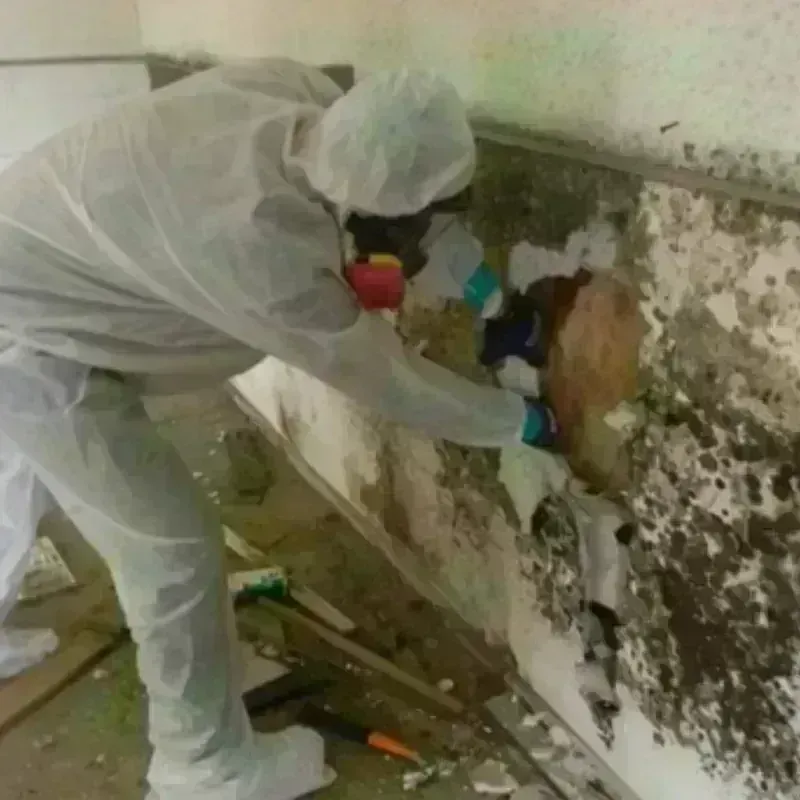 Mold Remediation and Removal in Carrollton, OH